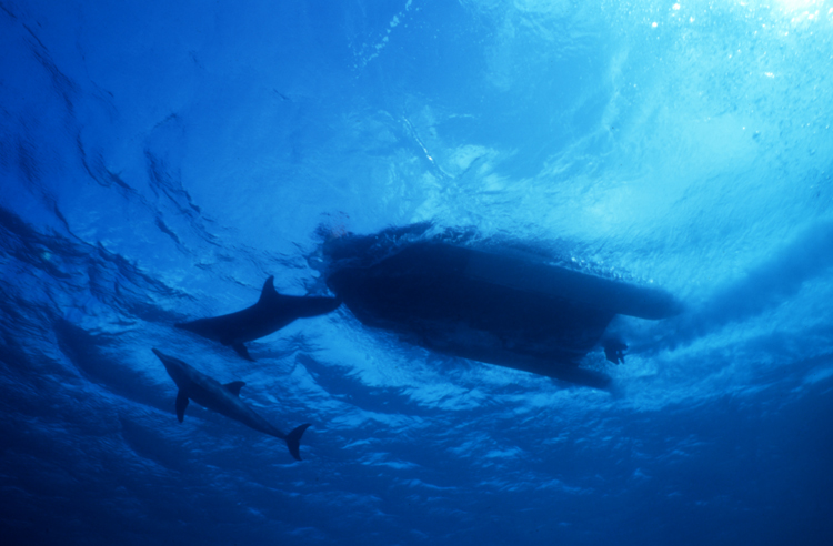 DIVING;dolphins;blue water;moorea;dolphin;F752_Factor 031